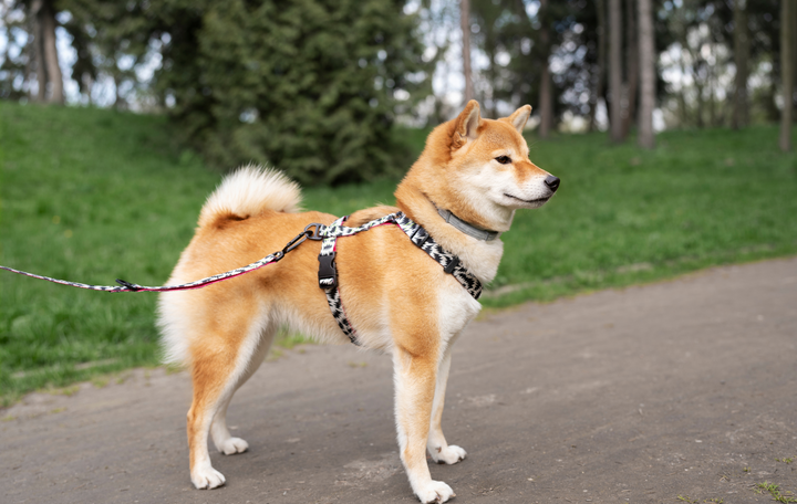 Choosing Perfect Leash: Safety and Style Combined