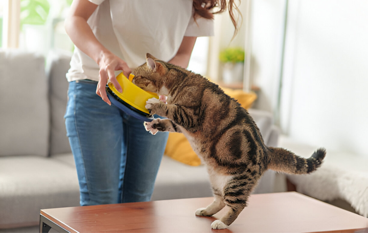 Choosing the Right Bowl for Your Pet’s Mealtime