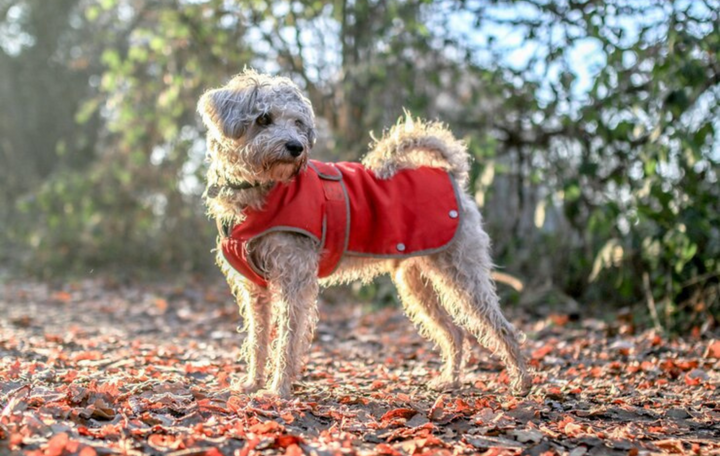 Pet Clothing: Combining Comfort and Style